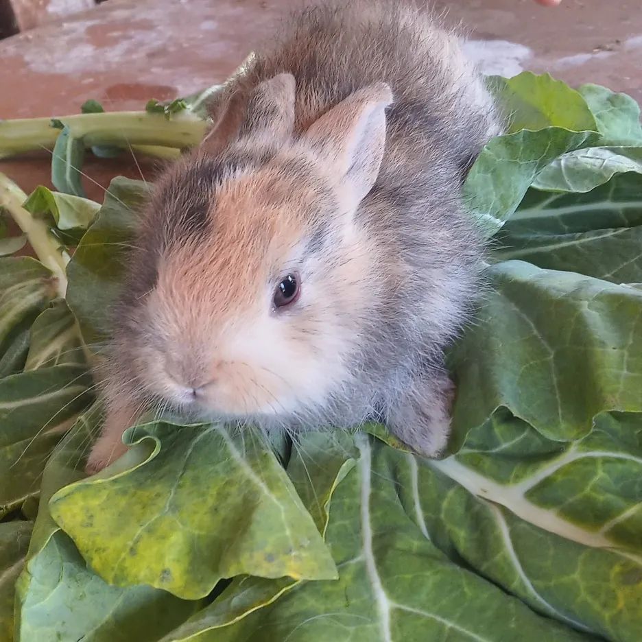 Granja Educativa - Sagrada Familia