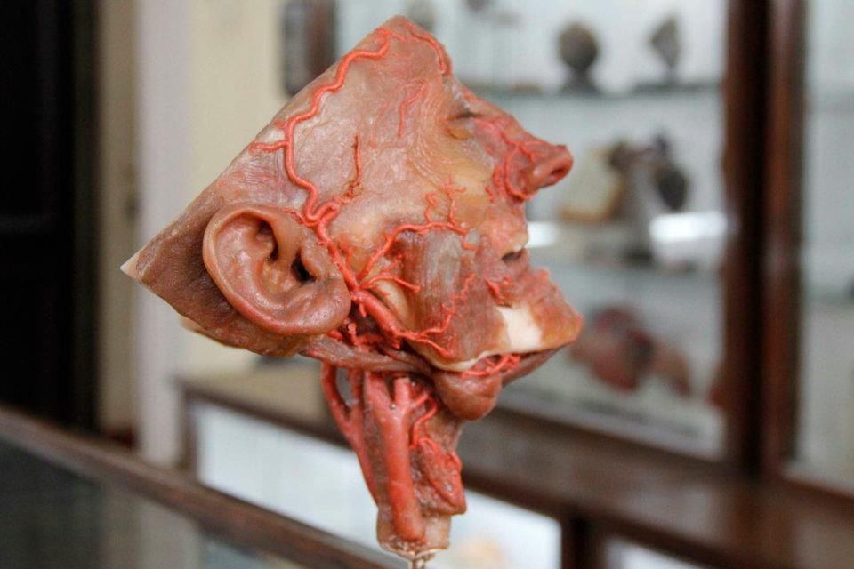 Museo de Anatomía Universidad de Concepción