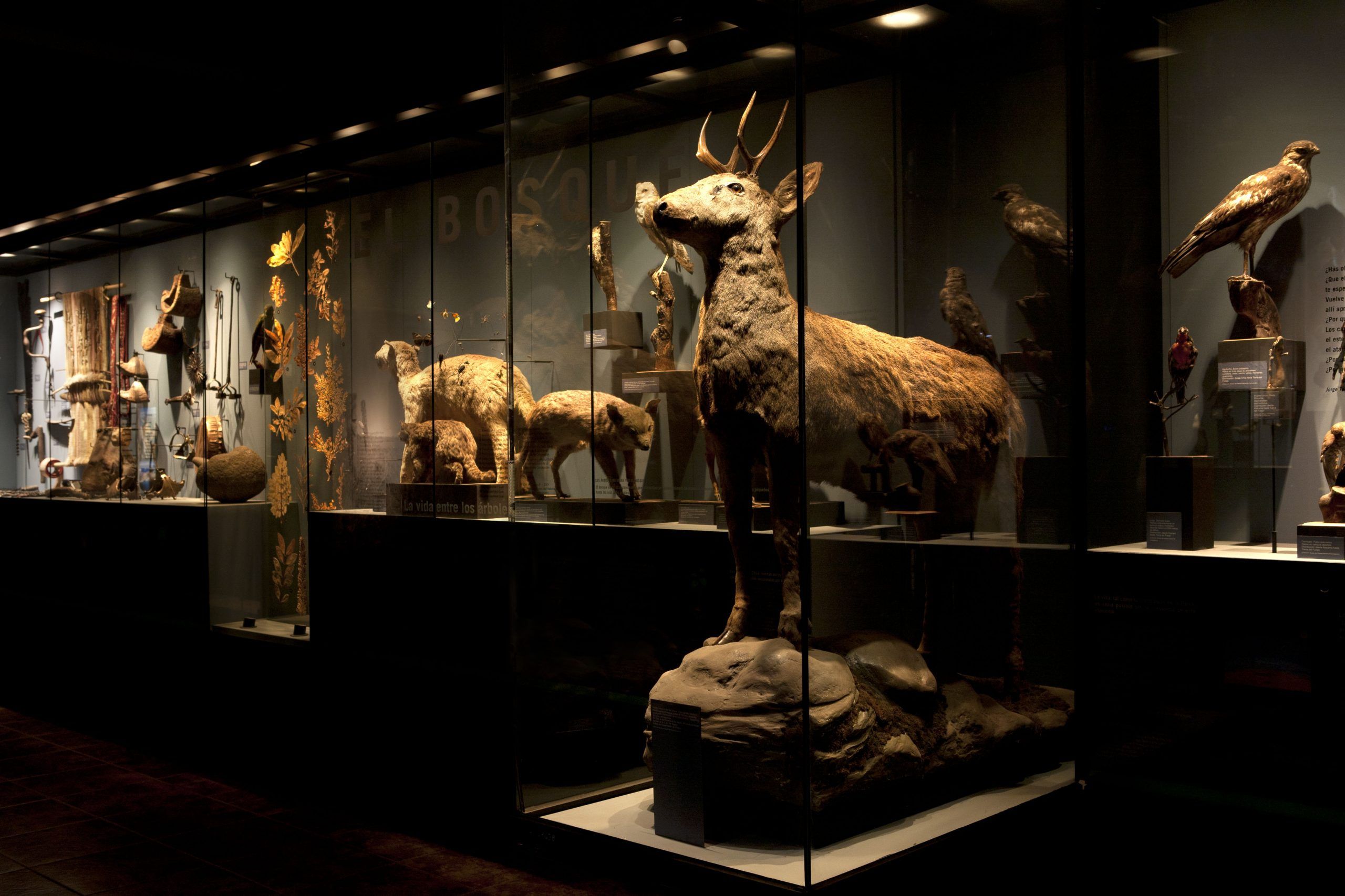 Museo de Historia Natural de Concepción