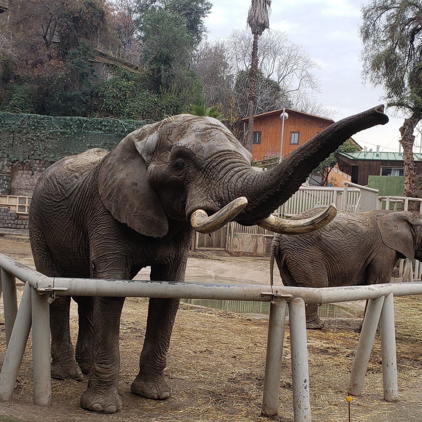 Zoológico Metropolitano